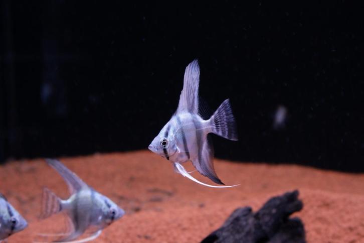 Maanvis Blauw (Pterophyllum scalare), Dieren en Toebehoren, Vissen | Aquariumvissen, Zoetwatervis, Vis
