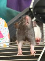 rittens vrouwelijk, Dieren en Toebehoren, Knaagdieren, Rat, Augustus, Meerdere dieren, Tam
