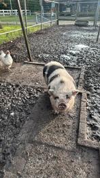 Hangbuik varken gratis, Ophalen, Zo goed als nieuw, Beeldje of Figuurtje