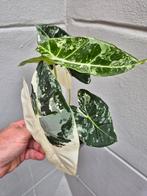 Alocasia Frydek Variegata p12 (7), Ophalen of Verzenden, Overige soorten, Minder dan 100 cm