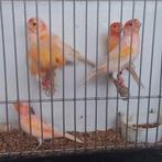 Kanaries, Dieren en Toebehoren, Mannelijk, Kleurkanarie