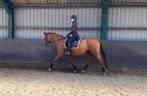 Super knappe en lieve oldenburg merrie te koop, Dieren en Toebehoren, Paarden, Merrie, Gechipt, M, 160 tot 165 cm