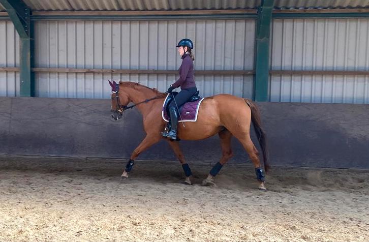 Super knappe en lieve oldenburg merrie te koop, Dieren en Toebehoren, Paarden, Merrie, M, 160 tot 165 cm, 11 jaar of ouder, Recreatiepaard