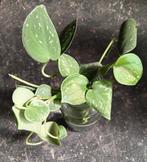 Stek Scindapsus Pictus, Overige soorten, Minder dan 100 cm, Groene kamerplant, Halfschaduw