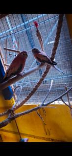 Bourkes parkiet man, Mannelijk, Parkiet