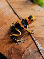 Ranitomeya imitator Banded meerdere volwassen koppels !, Dieren en Toebehoren, Reptielen en Amfibieën, Amfibie, 0 tot 2 jaar