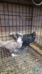 Oosterse meeuwen, Dieren en Toebehoren, Meerdere dieren, Overige soorten