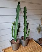 2 cactussen met pot, Huis en Inrichting, Kamerplanten, Ophalen, Halfschaduw, Minder dan 100 cm