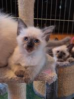Siamees x Ragdoll kittens (nog 1 kitten beschikbaar), Dieren en Toebehoren, Meerdere dieren, Gechipt