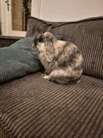 Super lief konijn Rammelaar 1 jaar, Dieren en Toebehoren, Mannelijk
