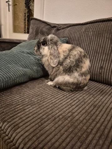 Super lief konijn Rammelaar 1 jaar beschikbaar voor biedingen