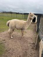 Prachtige stamboom alpaca hengst te koop!, Dieren en Toebehoren, Juli, Mannelijk