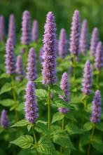 Dropplant (agastache foeniculum), Volle zon, Vaste plant, Zomer, Ophalen