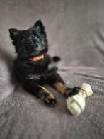 Pomchi pup te koop jongetje, Dieren en Toebehoren, Honden | Chihuahua's en Gezelschapshonden, Reu, 8 tot 15 weken, Parvo, Eén hond