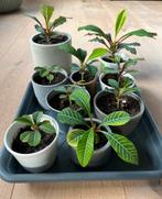 Madagaskar Jewel - kamerplant, Ophalen of Verzenden, Halfschaduw, Minder dan 100 cm