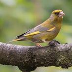 Gezocht groenling pop, Tropenvogel