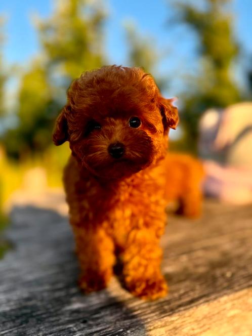 Red aprikot ( Toy poedel ), Dieren en Toebehoren, Honden | Chihuahua's en Gezelschapshonden, Meerdere dieren, Poedel, Particulier