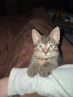 Te koop super lieve Britse korthaar, Dieren en Toebehoren, Katten en Kittens | Raskatten | Korthaar, Kater