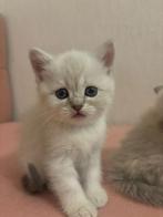 Kittens pers/ragdoll, Dieren en Toebehoren, Katten en Kittens | Raskatten | Langhaar, Meerdere dieren, Met stamboom, 0 tot 2 jaar