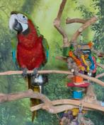 Jonge handtamme Harlekijn Ara's met DNA en getest op alle zi, Dieren en Toebehoren, Mannelijk, Papegaai, Geringd