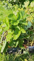 Aardbei planten, Tuin en Terras, Ophalen, Zomer, Overige soorten, Volle zon