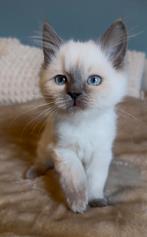 Ragdoll kittens, Meerdere dieren, Gechipt, 0 tot 2 jaar