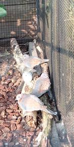 SENEGAL DUIFJES, Dieren en Toebehoren, Vogels | Duiven, Meerdere dieren, Overige soorten