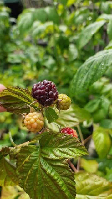 Zwart Frambozen planten ‘Autumn Passion’, 2 planten beschikbaar voor biedingen