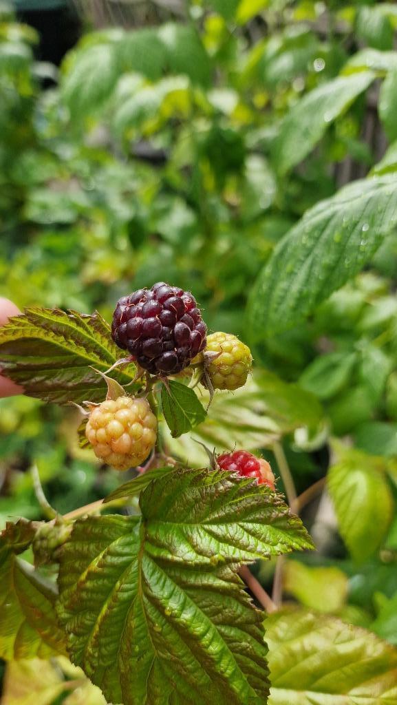 Zwart Frambozen planten ‘Autumn Passion’, 2 planten, Tuin en Terras, Planten | Tuinplanten, Eenjarig, Fruitplanten, Volle zon