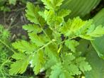 Moederkruid stek, Tuin en Terras, Planten | Tuinplanten, Vaste plant, Halfschaduw, Zomer, Ophalen