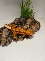 Wimpergekko - nakweek, Dieren en Toebehoren, Hagedis, Tam, 0 tot 2 jaar