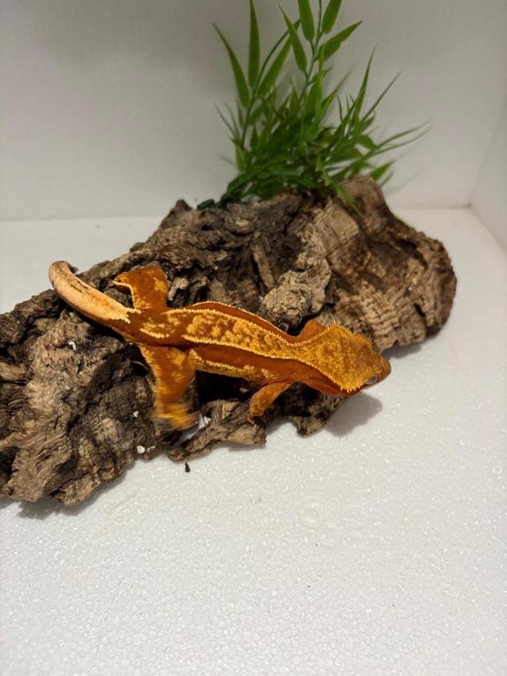 Wimpergekko - nakweek