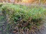 GRATIS TUINPLANTEN / ZEGGE, Ophalen, Vaste plant, Siergrassen, Halfschaduw