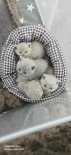 Britse korthaar kittens (nog 1 vrouwtje over), Meerdere dieren