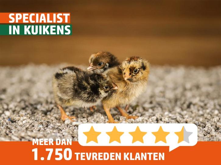 Barnevelder kriel kippenkuikens | Gesekst en ingeënt, Dieren en Toebehoren, Pluimvee, Kip, Vrouwelijk