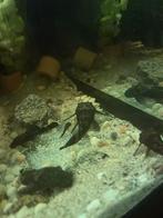 Algeneter ancitrus groot en klein, Vis