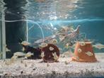 Nimbochromis Venustus Malawi Cichliden, Dieren en Toebehoren, Vis, Zoetwatervis