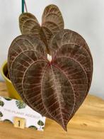 Dioscorea Discolor #1, Ophalen of Verzenden