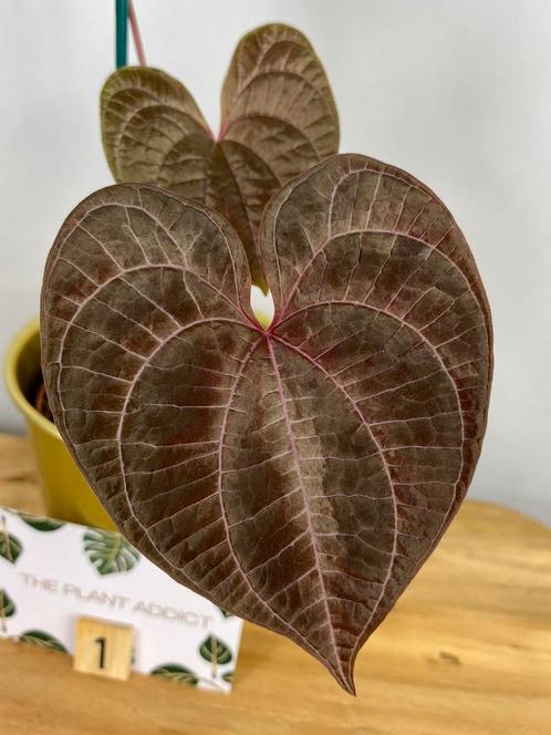 Dioscorea Discolor #1, Huis en Inrichting, Kamerplanten, Ophalen of Verzenden
