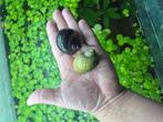 Appelslakken paars en wit!, Slak of Weekdier, Zoetwatervis