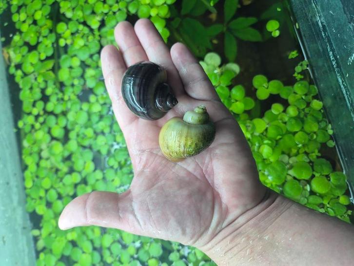 Appelslakken paars en wit!, Dieren en Toebehoren, Vissen | Aquariumvissen, Zoetwatervis, Slak of Weekdier