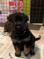 Duitse herder pups, werklijn met stamboom, CDV (hondenziekte), 8 tot 15 weken, Meerdere, Meerdere dieren
