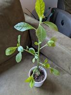 Kamerplant dorstenia hildebrantii en schiet zaad, Huis en Inrichting, Ophalen, Halfschaduw, Minder dan 100 cm