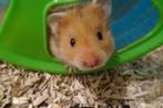 Goudhamster, Hamster, Juli, Vrouwelijk, Tam