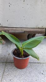 Bananenplant musa (stekje) 10 cm, Huis en Inrichting, Kamerplanten, Overige soorten, Minder dan 100 cm, In pot, Volle zon