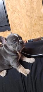 Franse buldog pups met stamboom en lange neusje, Parvo, België, Particulier, 8 tot 15 weken