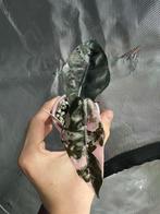 Alocasia chantrieri "pink" albo Pup 1.1, Ophalen of Verzenden, In pot, Halfschaduw, Minder dan 100 cm
