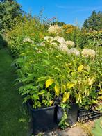 Annabelle, Volle zon, Minder dan 100 cm, Zomer, Overige soorten