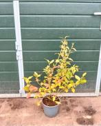 Vaccinium corymbosum bluecrop/ blauwe bes, Ophalen, Volle zon, Vaste plant, Zomer