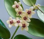 Hoya aeschynanthoides snijstek (laatste stekken 2025!), Overige soorten, Minder dan 100 cm, Bloeiende kamerplant, Halfschaduw